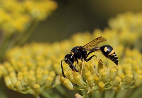 Eumenes papillarius